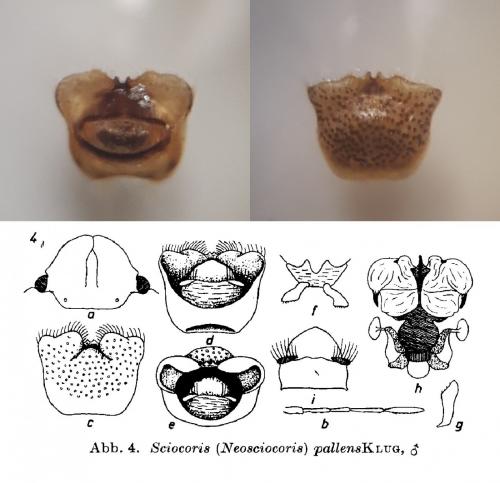 Réf. 210 719 : Sciocoris pallens